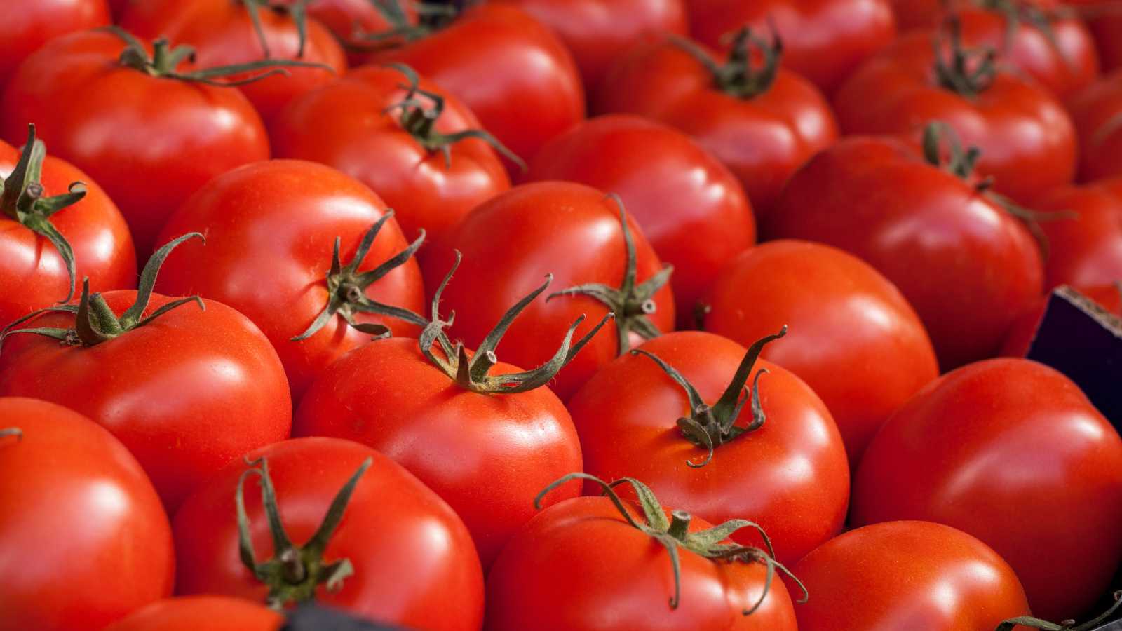 Tomatoes