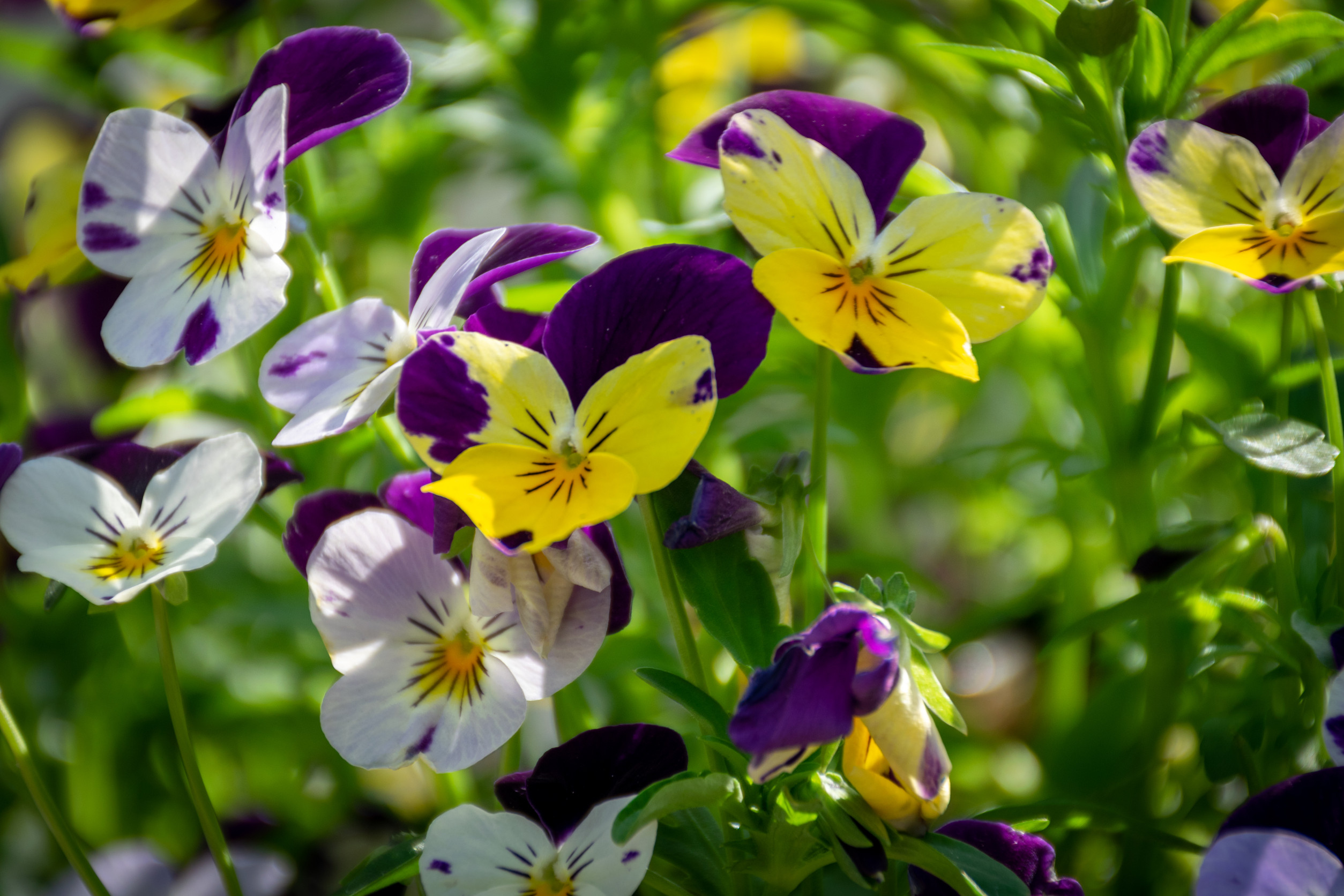 Top Self-Seeding Flowers to Grow for Endless Beauty in Your Garden