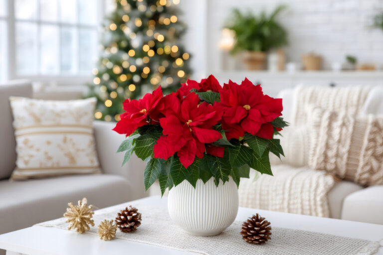 6 Christmas Plants to Elevate Your Holiday Décor