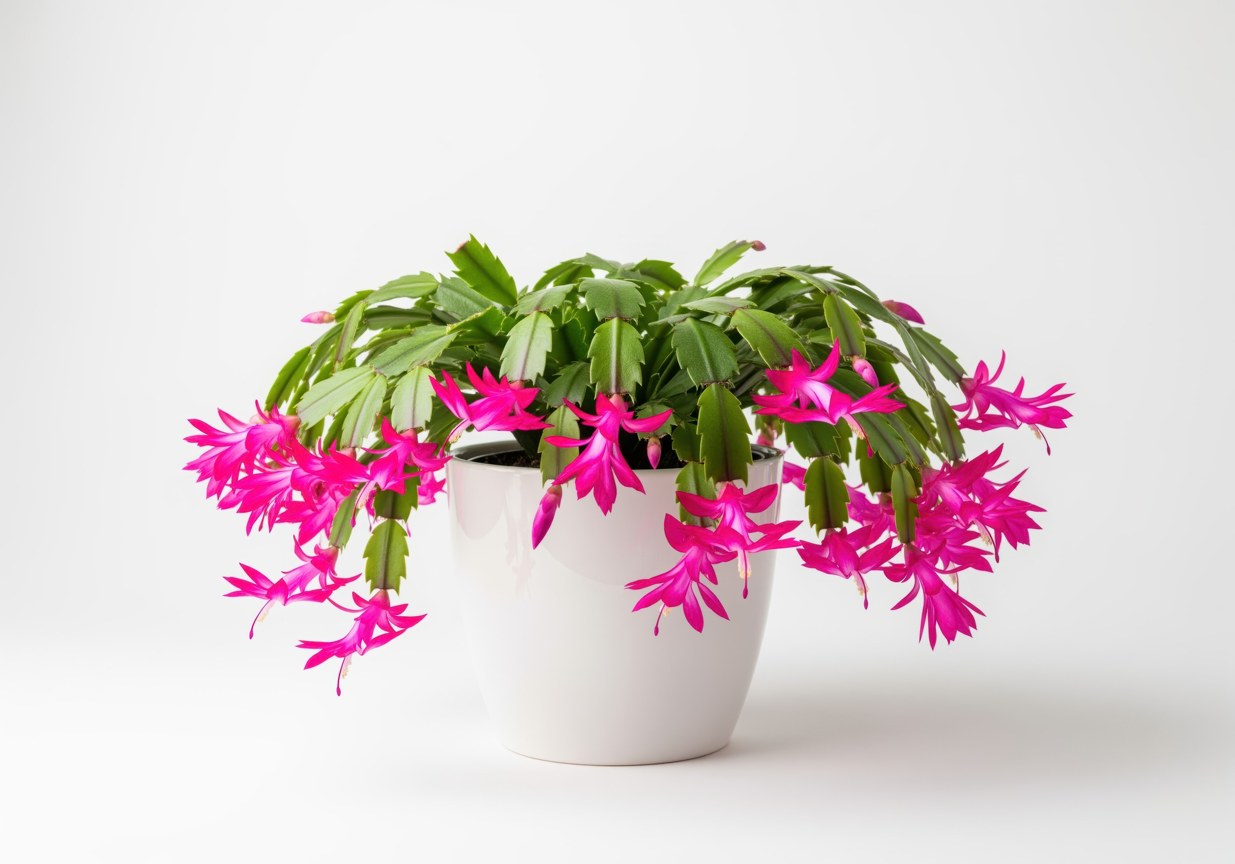 6 Christmas Plants to Elevate Your Holiday Décor