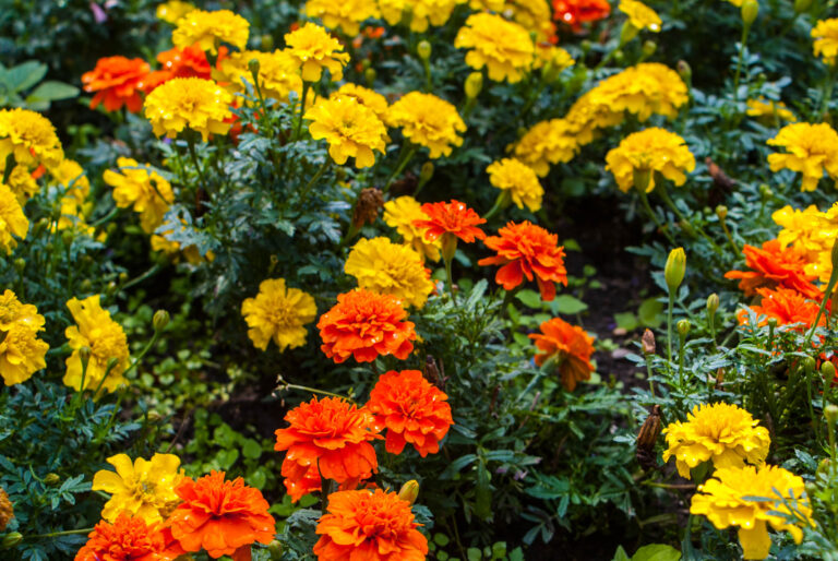 Top Self-Seeding Flowers to Grow for Endless Beauty in Your Garden