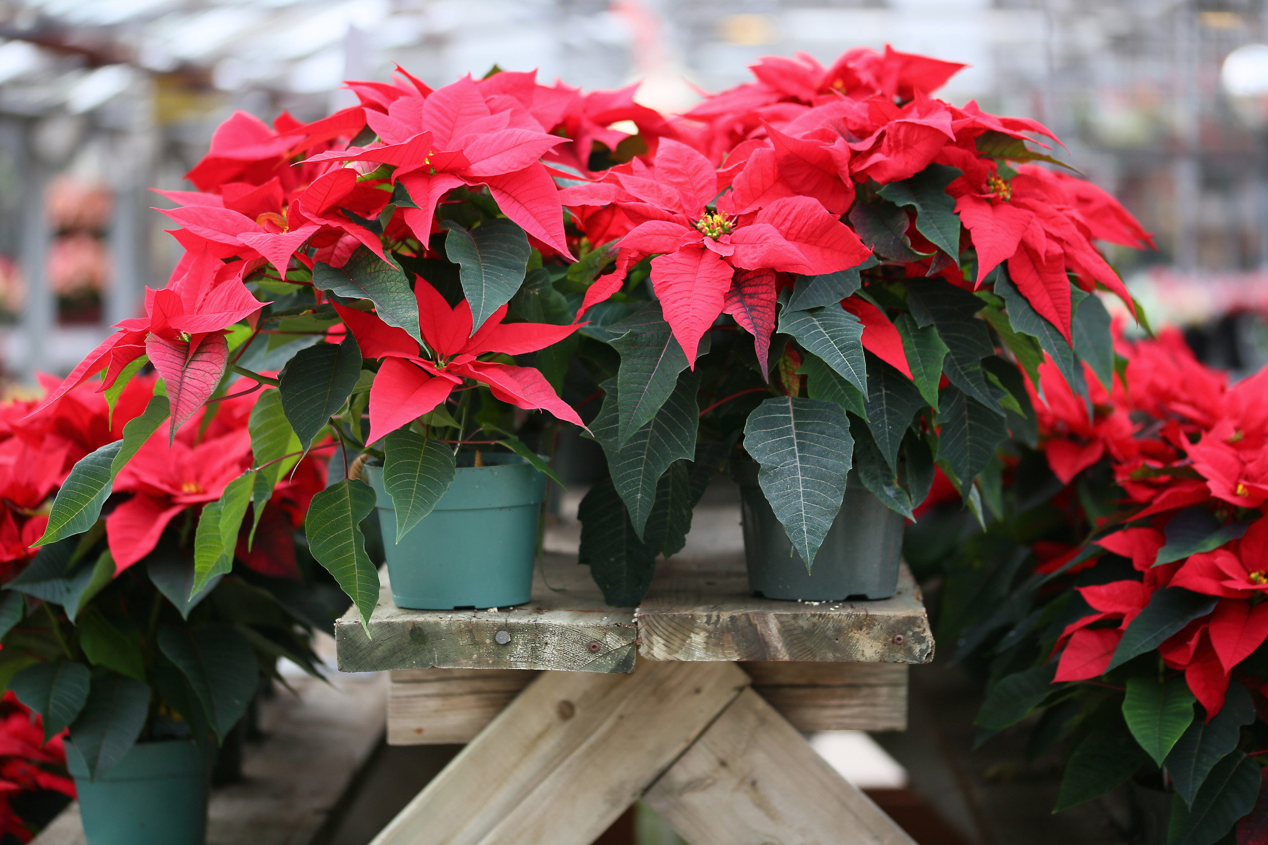 6 Christmas Plants to Elevate Your Holiday Décor