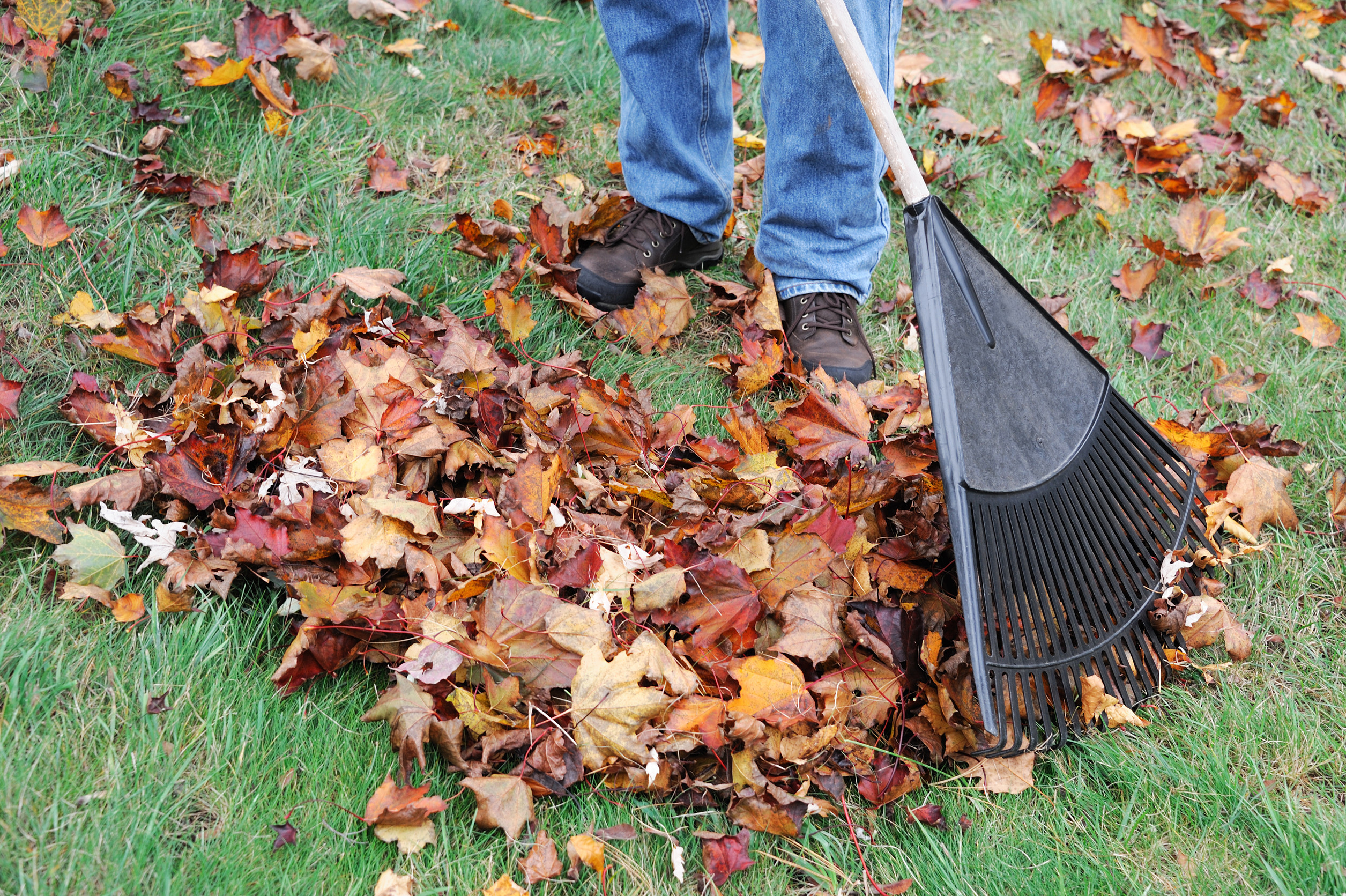 Raking LeavesIn autumn, the falling leaves signified a time-consuming chore that went beyond simple yard work. Raking leaves was an ongoing battle with nature, as metal-toothed rakes scraped leaves into large piles, which were often flattened by hand or bagged. On windy days, the leaves would scatter again, requiring families to redo the job. The smell of damp leaves permeated the air, marking the season. In the absence of leaf blowers, this task became a weekly ritual, with neighborhood burn barrels filling with the crisp smell of burning leaves.