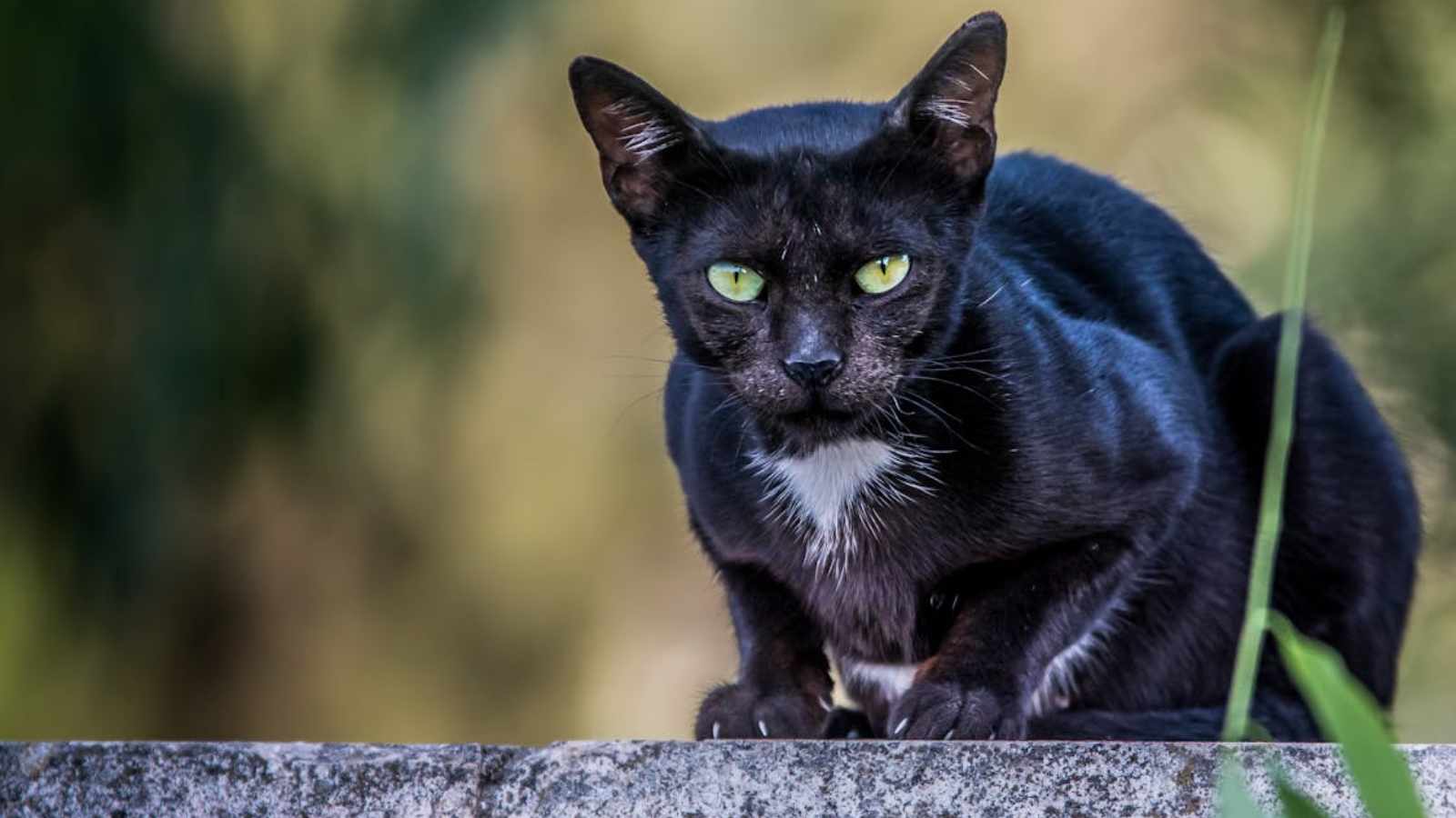 Black Cats and Bad Luck