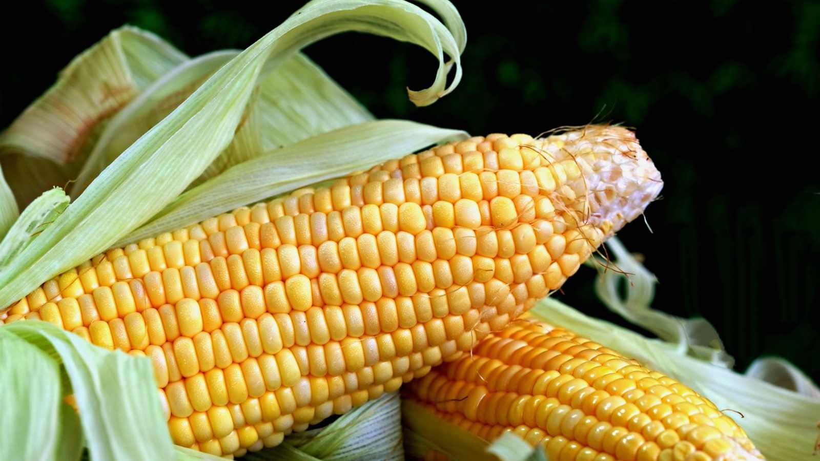 Corn