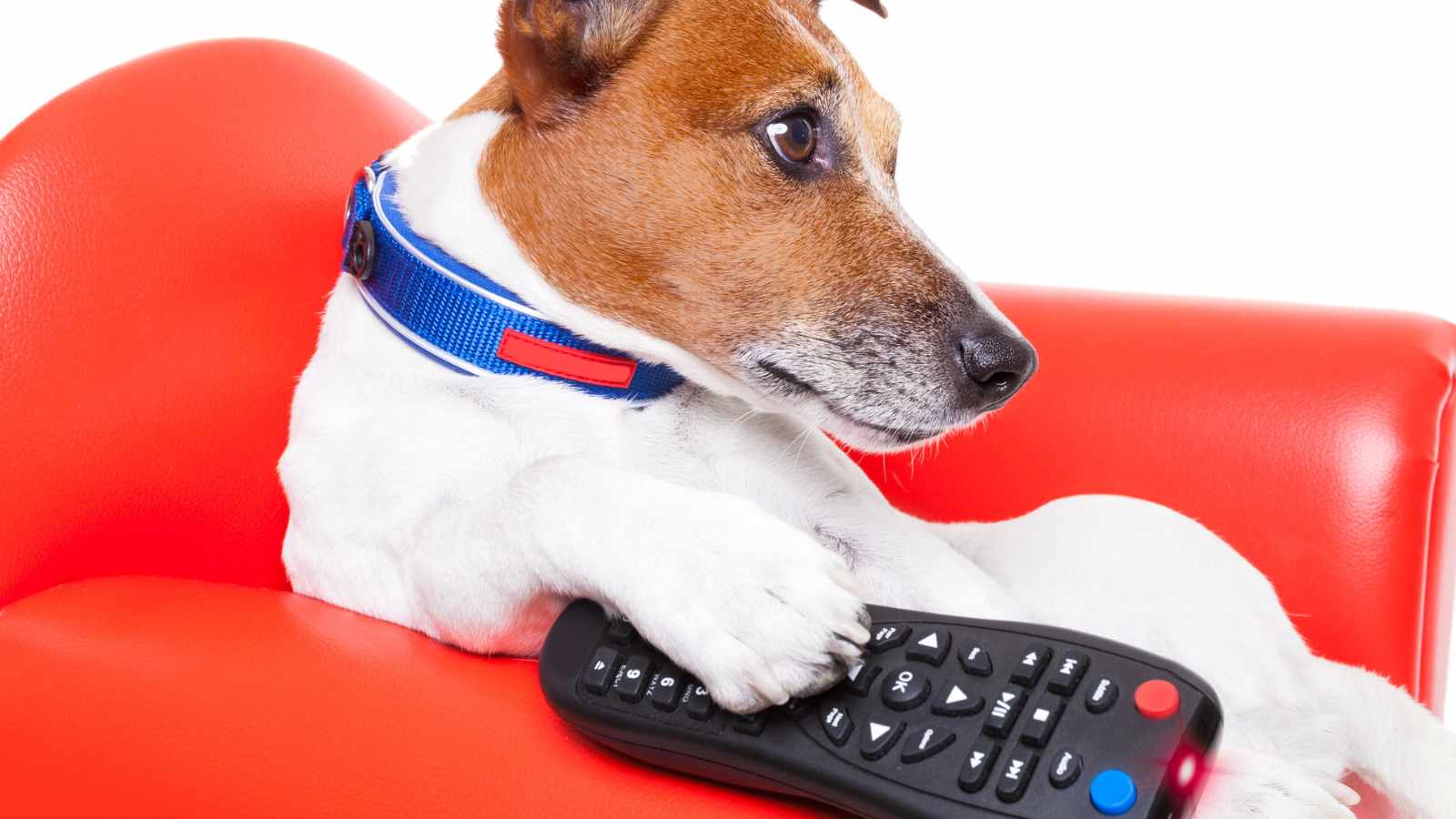 Animal Discoveries That Will Leave You Speechless