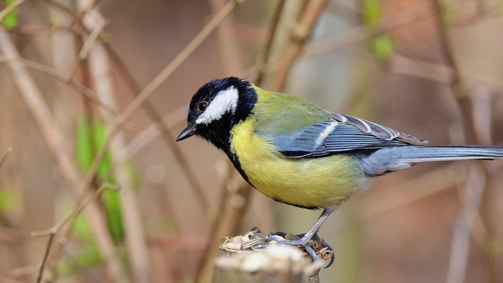 Great Tit