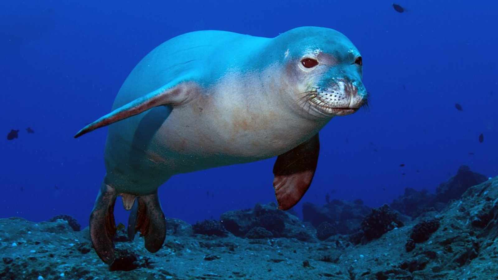 Hawaiian Monk Seal