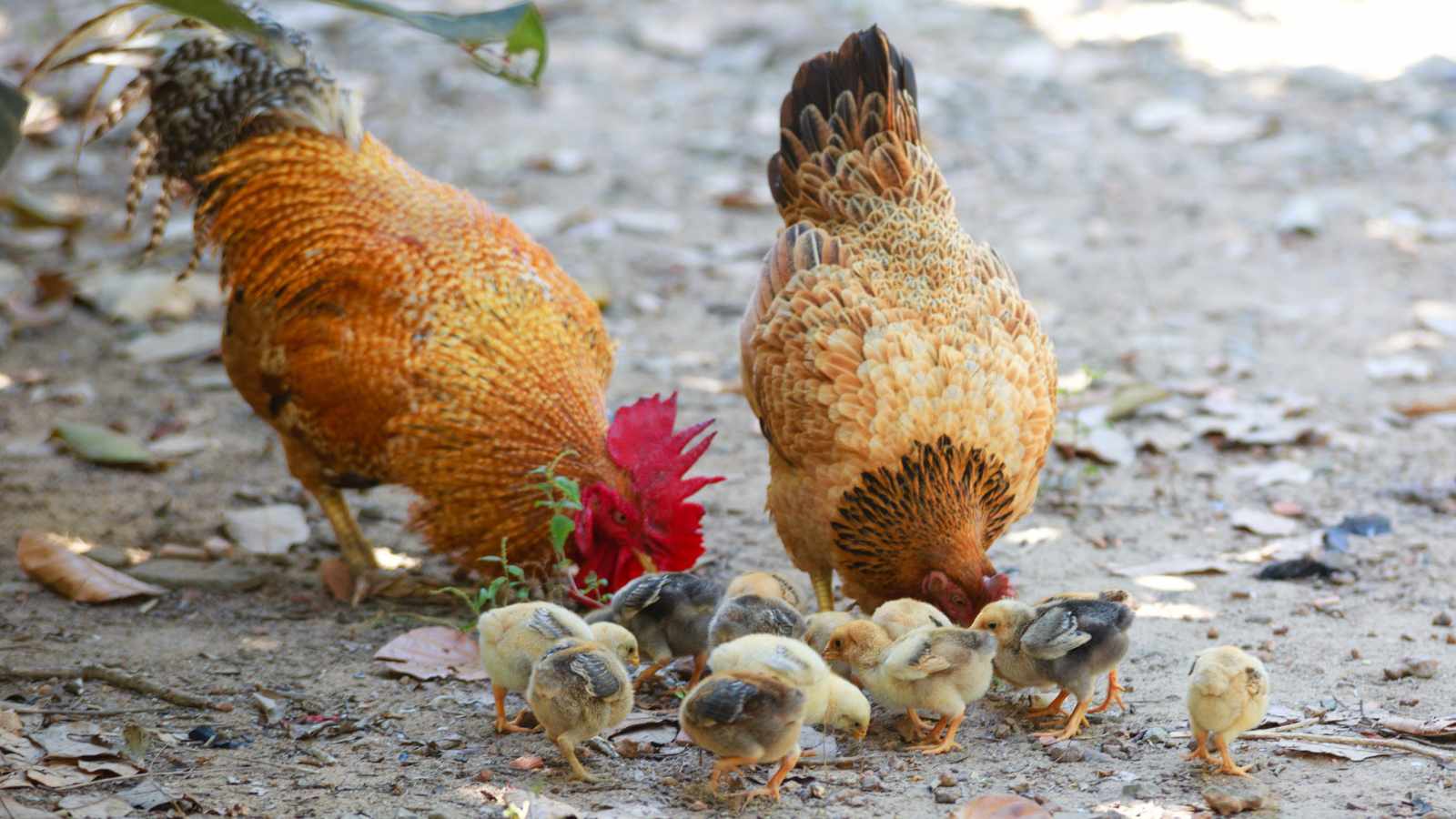 Raising Livestock and Farm Animals in Suburban Areas