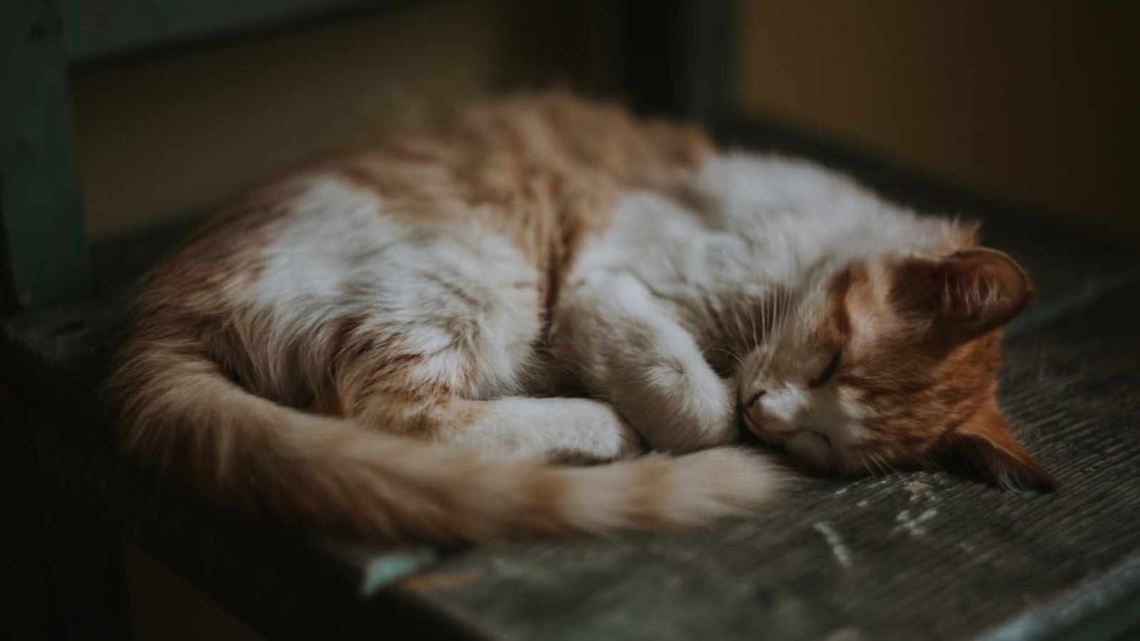 The Mystery of Cats Sleeping on Their Left Side