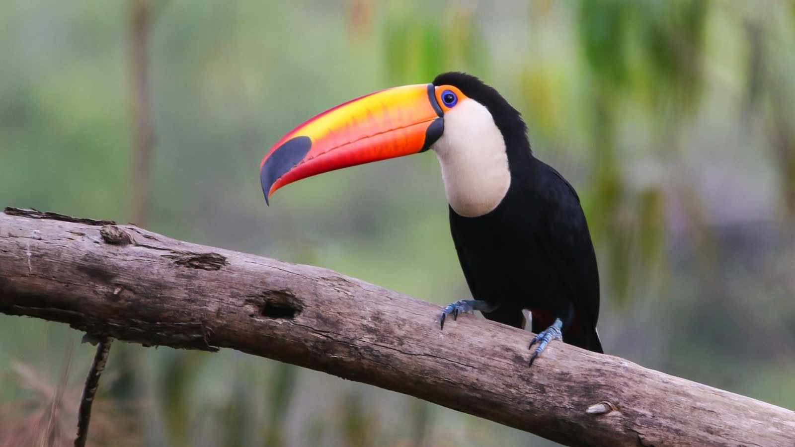 Toco Toucan