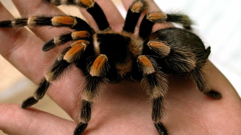 Facts About Spiders That Will Blow Your Mind