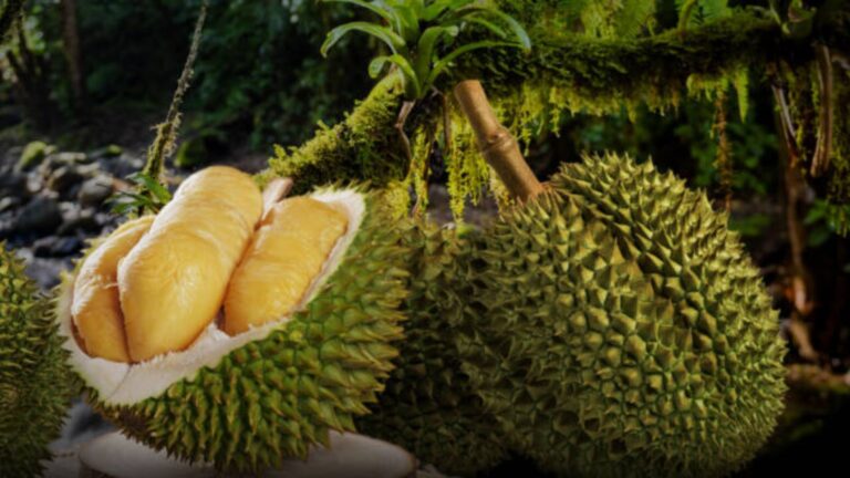 Health Benefits of Durian You Need to Know