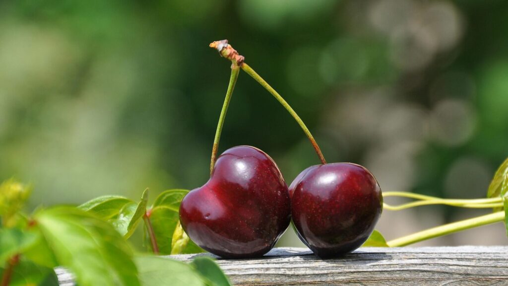 Close-up of two fresh ripe cherries on a wooden surface with green foliage background.