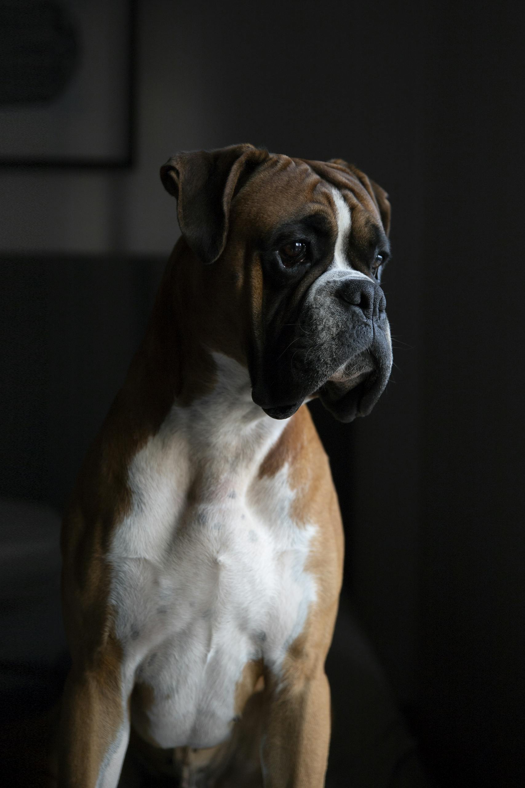 Portrait of a boxer dog gazing thoughtfully in low light, showcasing its pedigree features.