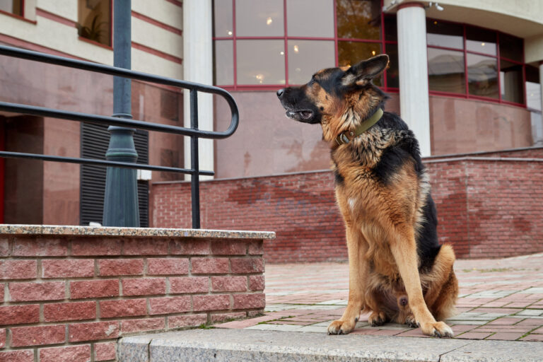 The Best 8 Guard Dog Breeds for Family Homes