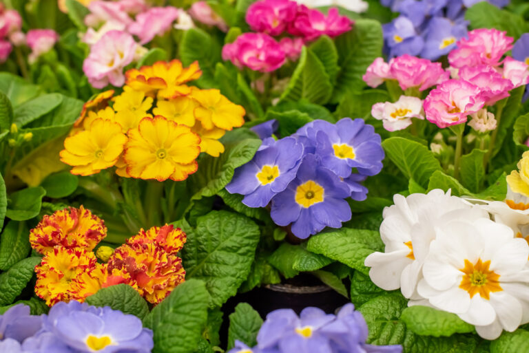 6 Beautiful Shade-Loving Plants to Elevate Your Garden