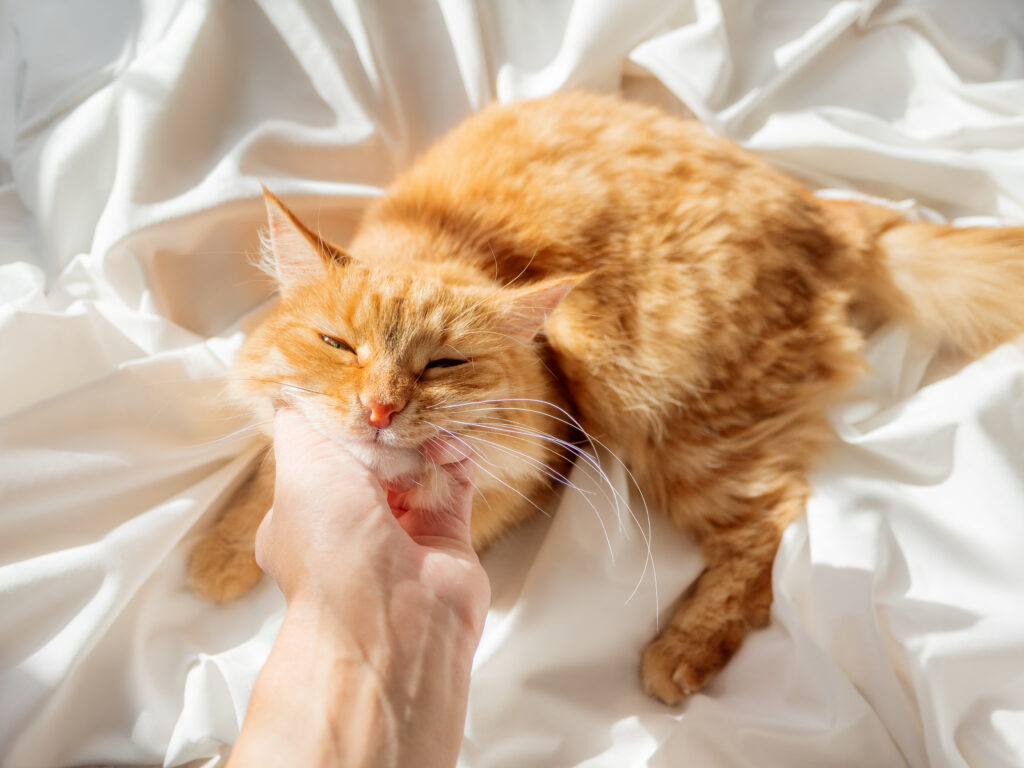 Clear Signs Your Cat Truly Loves You”