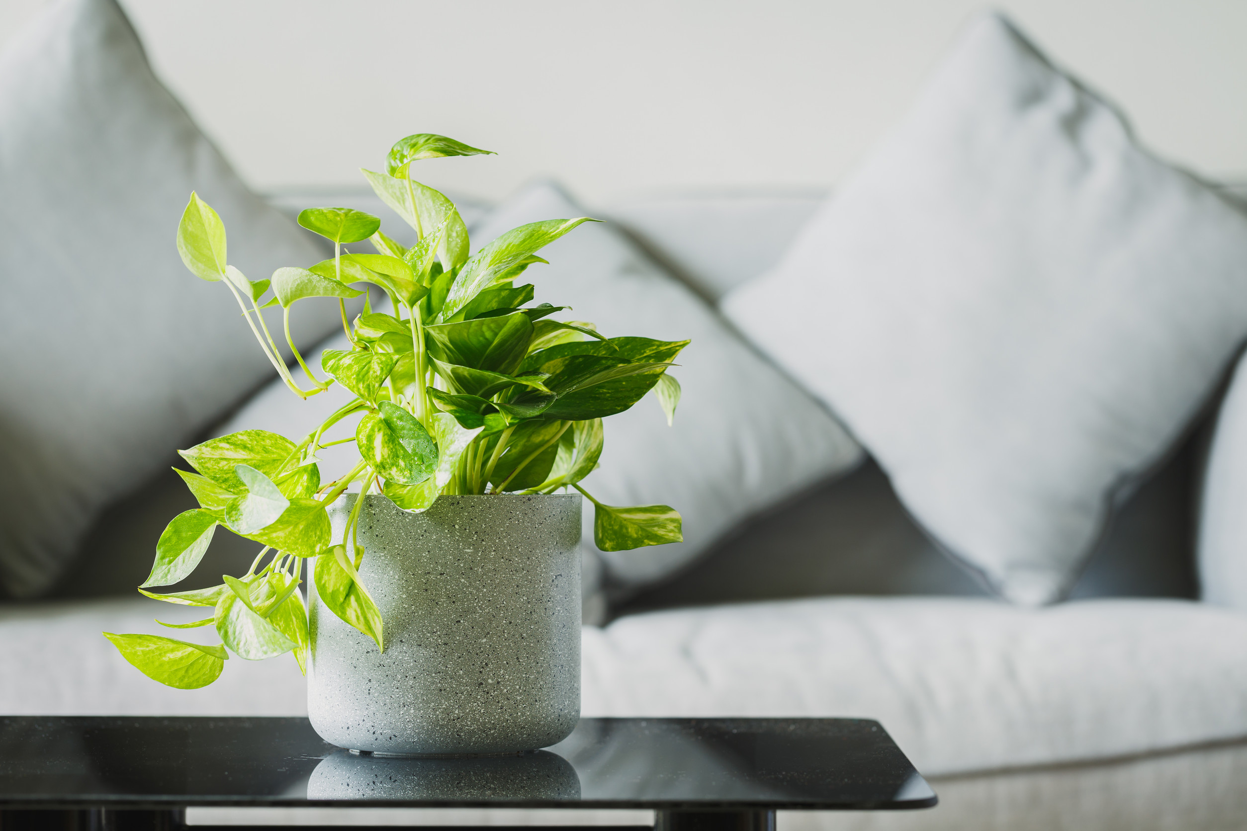 6 Hidden Hazards in Your Home for Cats