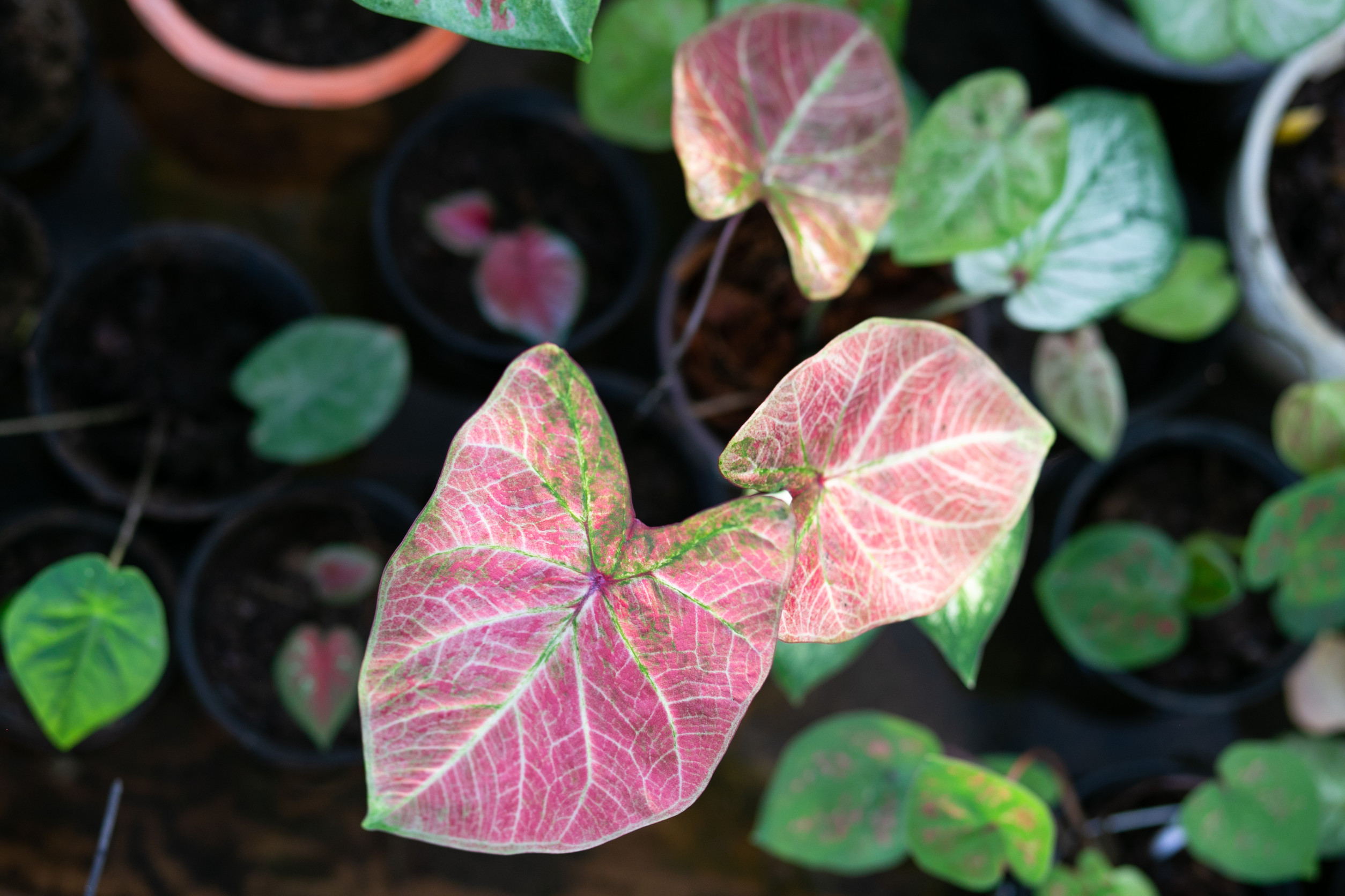 6 Beautiful Shade-Loving Plants to Elevate Your Garden