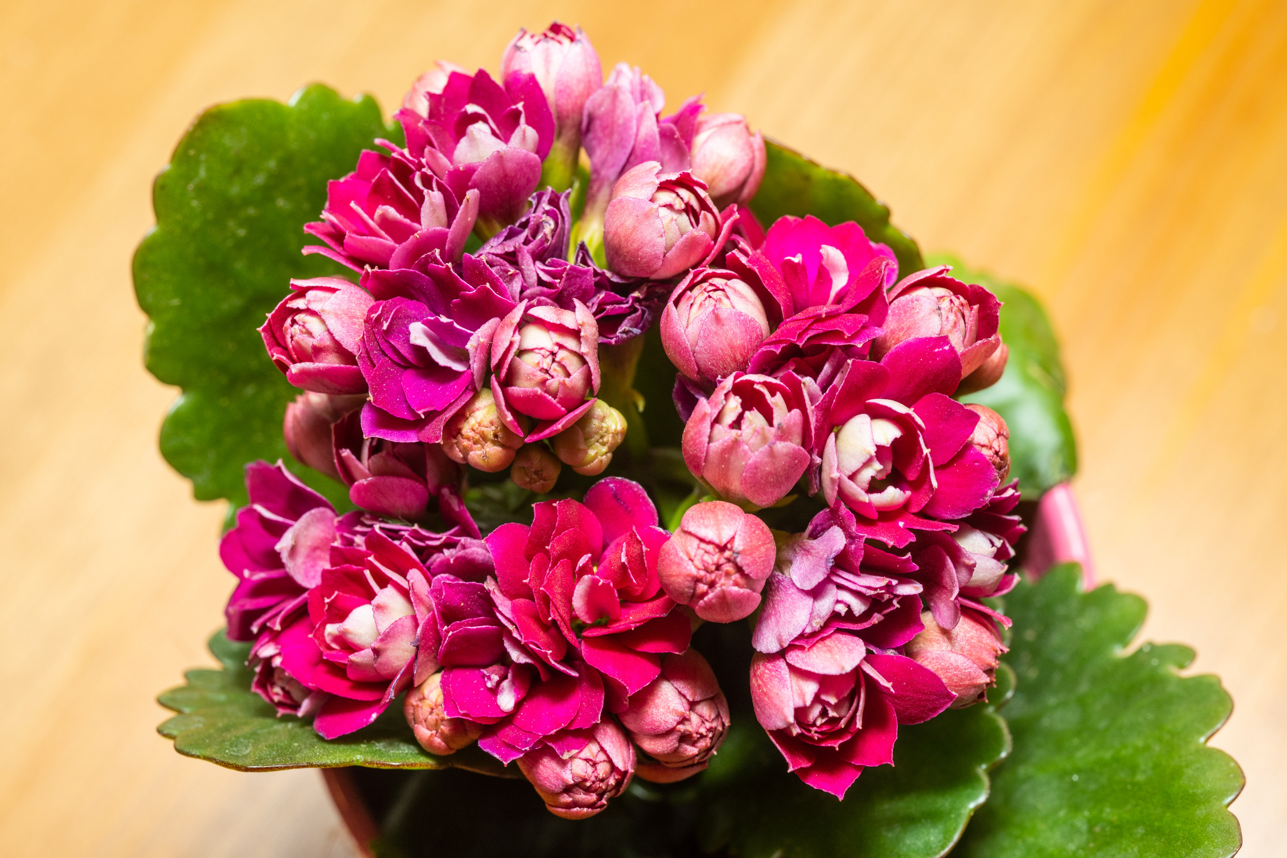 6 Flowering Houseplants That Bloom Year-Round