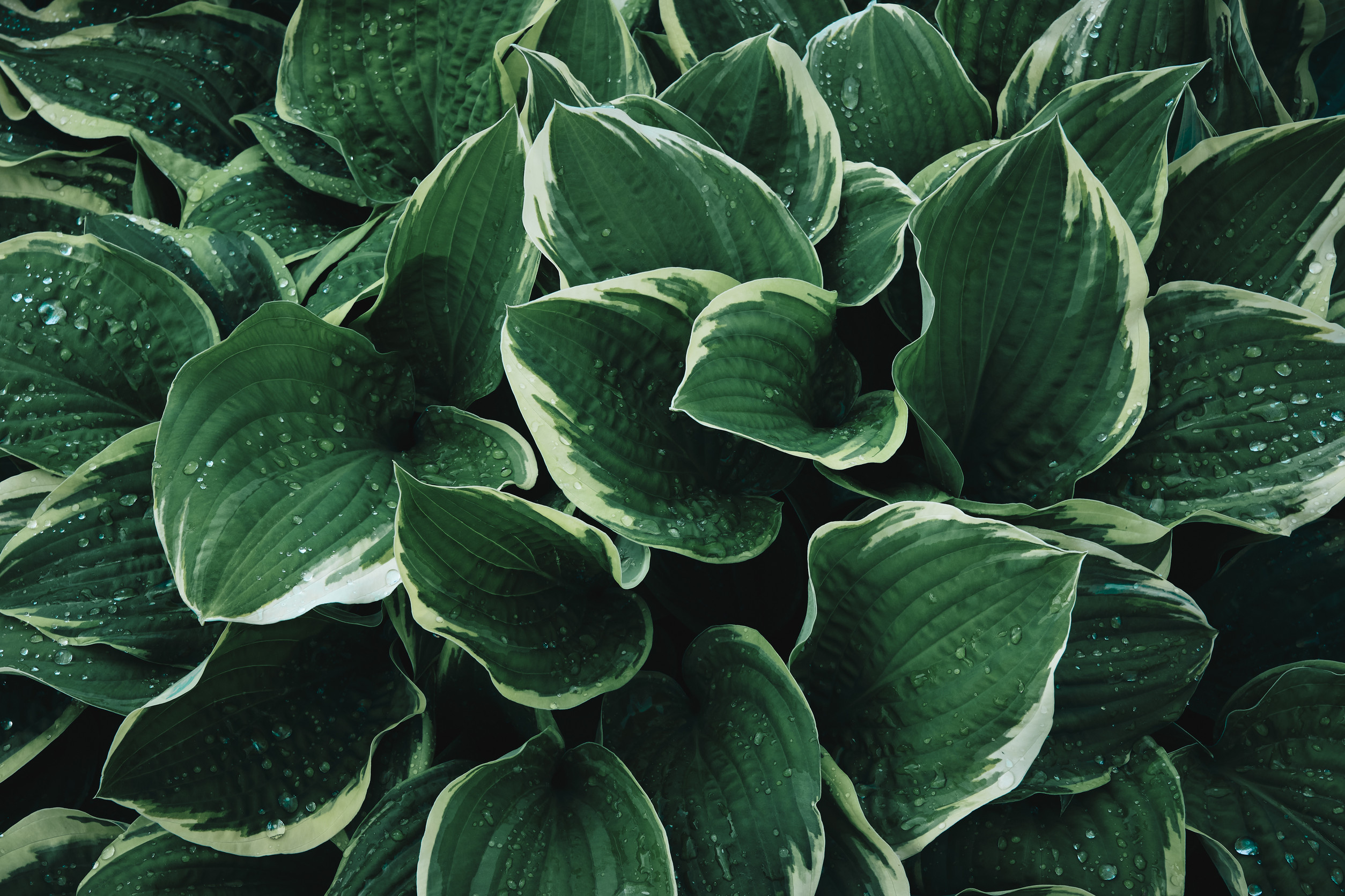 6 Beautiful Shade-Loving Plants to Elevate Your Garden