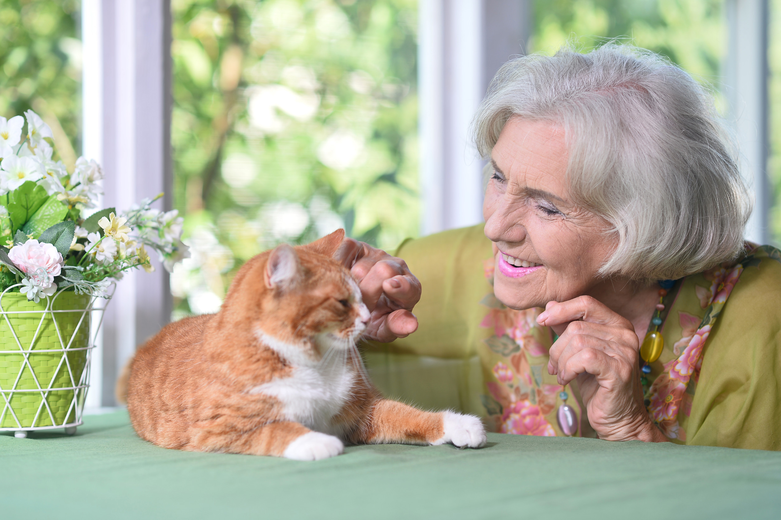 6 Reasons Why Cats Are the Perfect Companions for Seniors