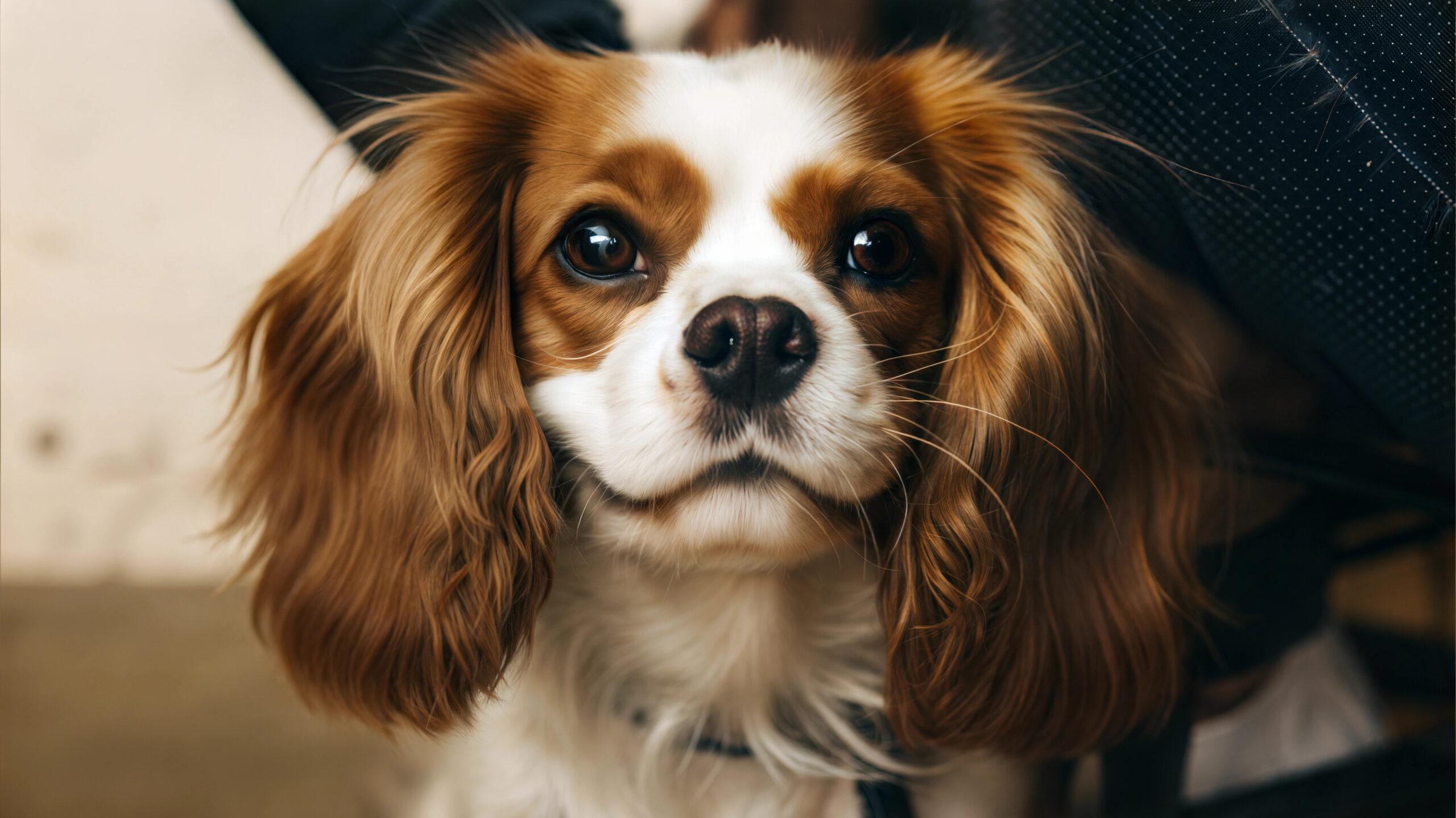 6 Best Dog Breeds for People Over 50