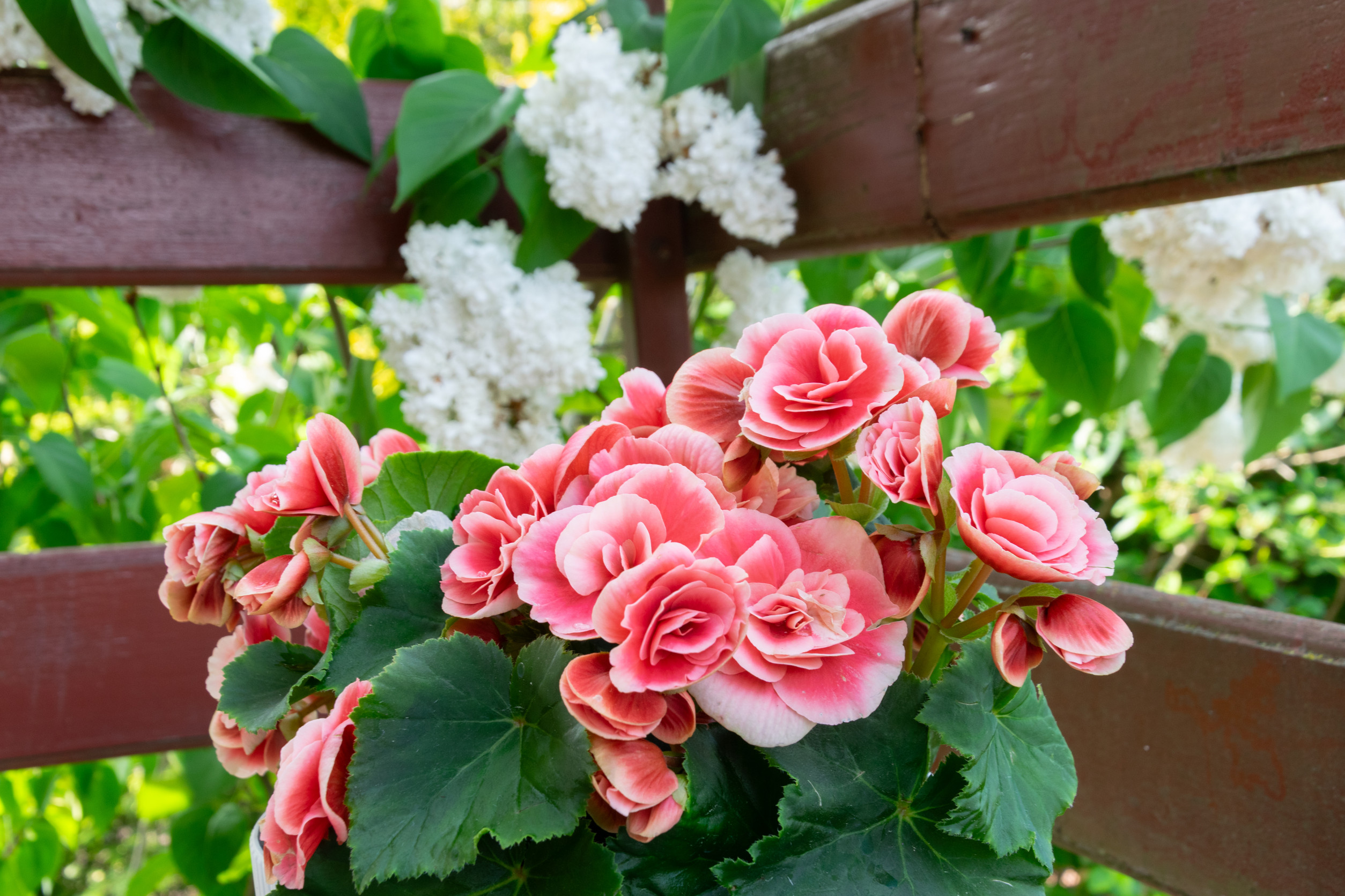 6 Flowering Houseplants That Bloom Year-Round