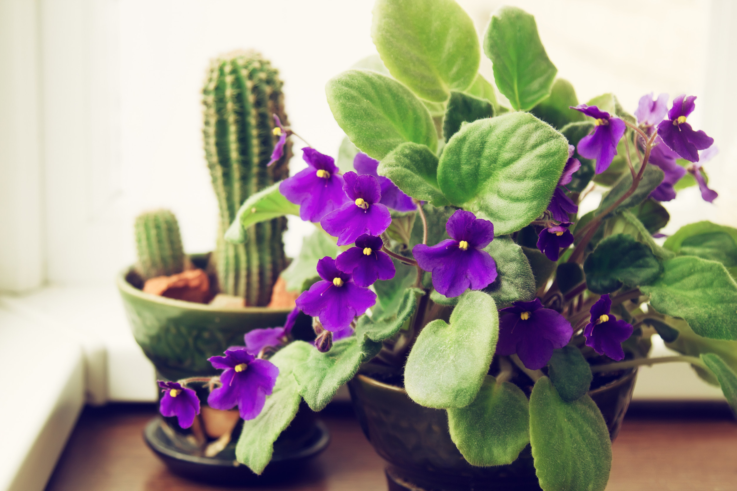 6 Flowering Houseplants That Bloom Year-Round