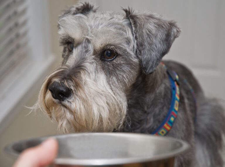 The 6 Most Dangerous Foods for Dogs