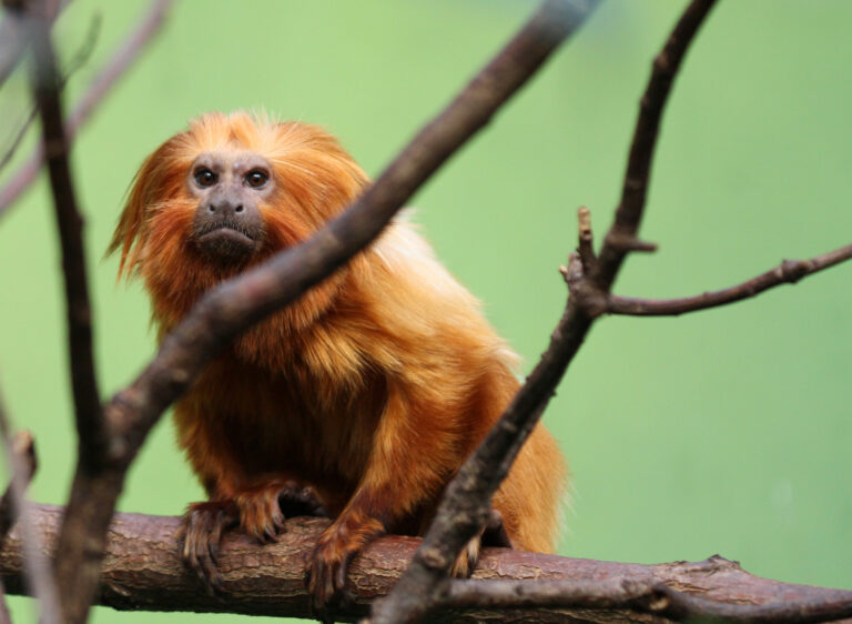 4 Species That Refused to Go Extinct