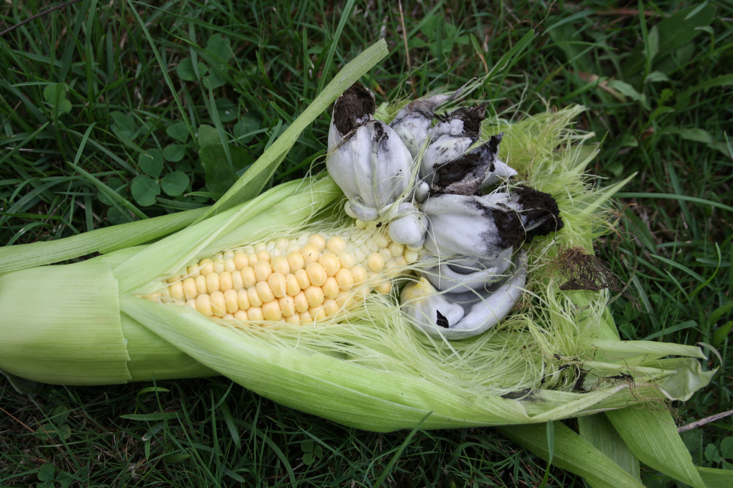 Corn Smut or Ustilago Maydis, a Mexican delicacy