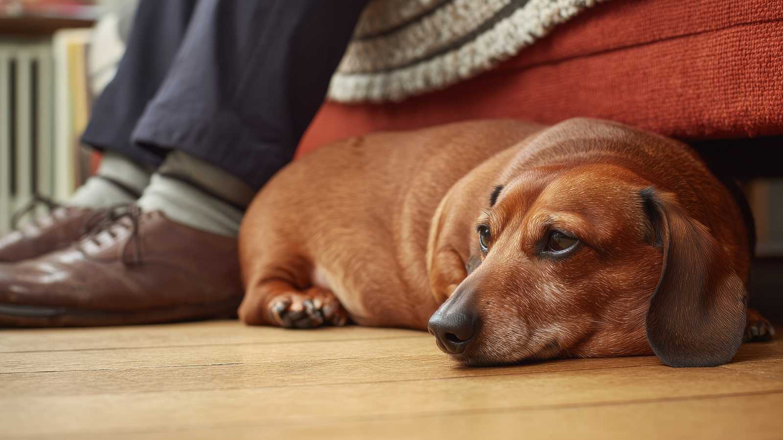 seemingly mean things cats do that prove they love you