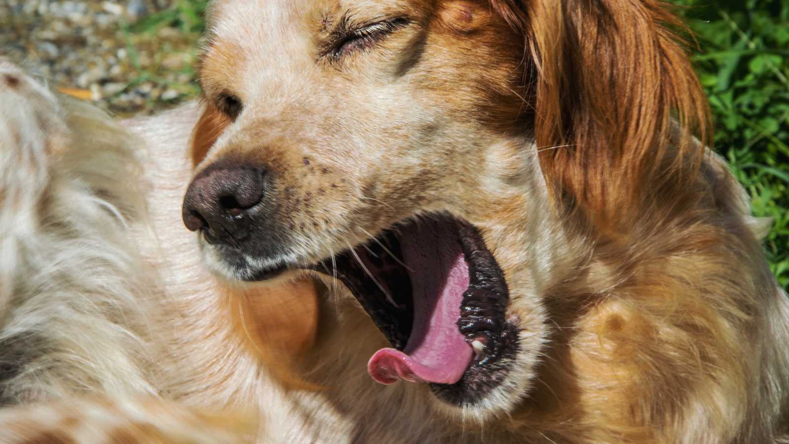 seemingly mean things cats do that prove they love you