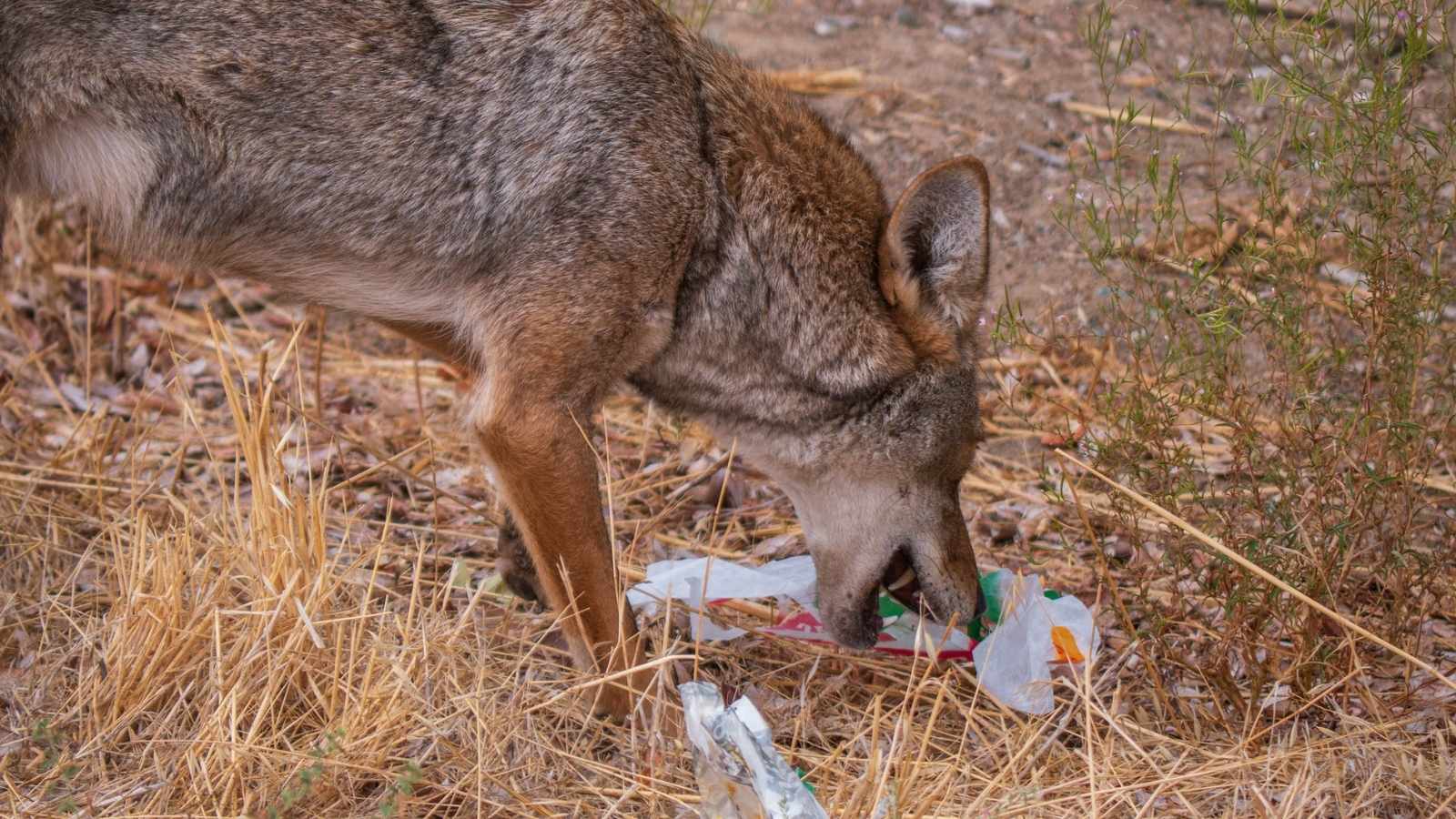 Eliminate Food Sources to Discourage Return Visits