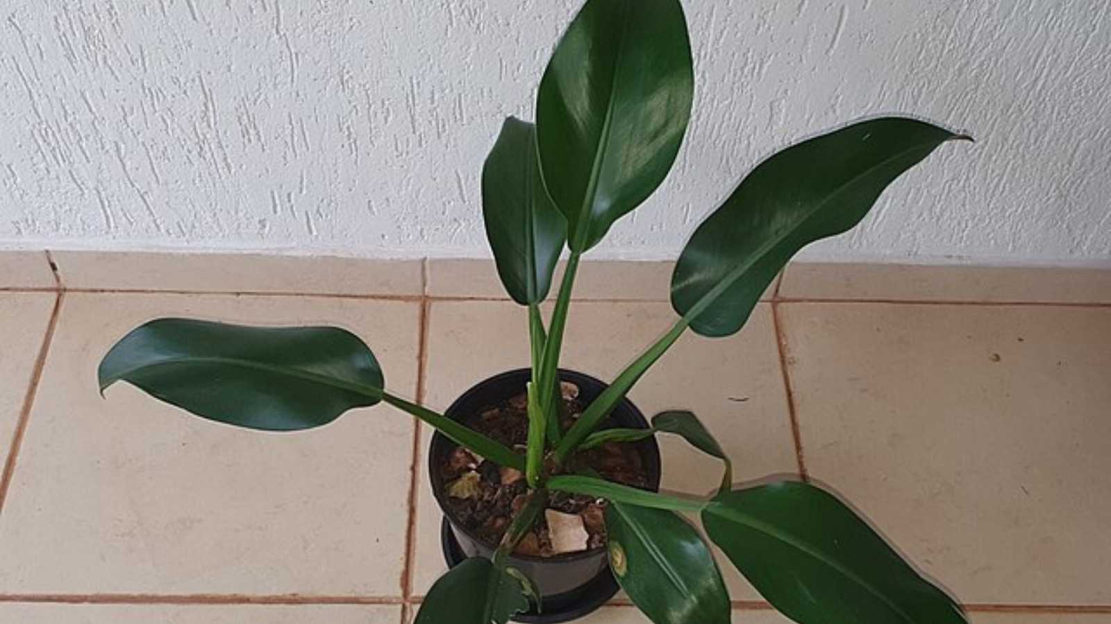 5 Houseplants to Boost Your Mood and Revitalize Your Home This January