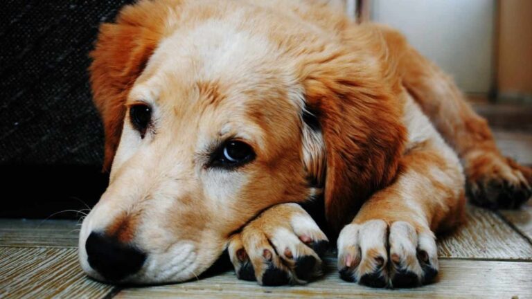 7 Signs Your Dog Is Unhappy at Home