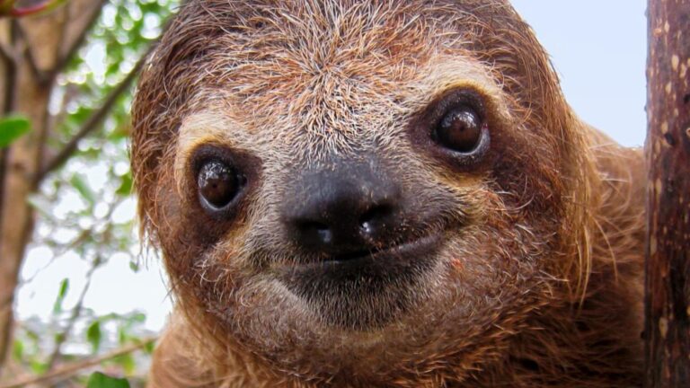 6 Interesting wildlife facts you might not know