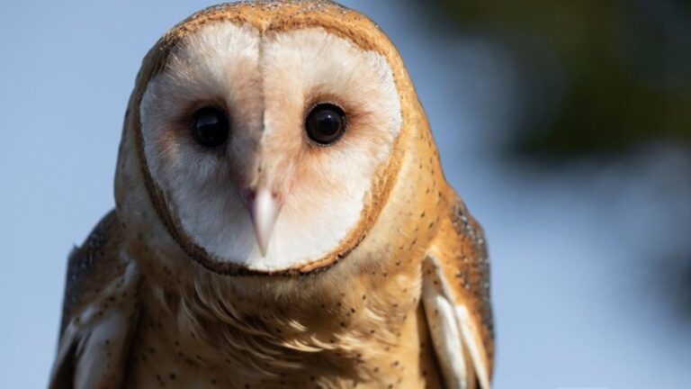 6 Creatures You Cannot Legally Remove From Your Home or Garden