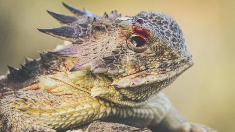 6 Terrifying Animal Facts You Won’t Believe Are Real