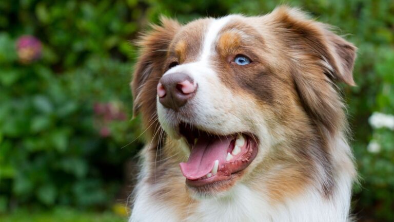 Most Intelligent Dog Breeds You Should Know About