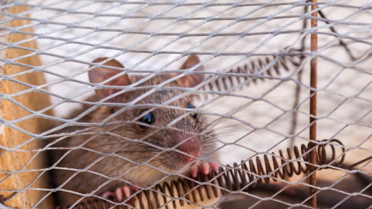 7 Safe and Humane DIY Mouse Trap Ideas You Can Make at Home
