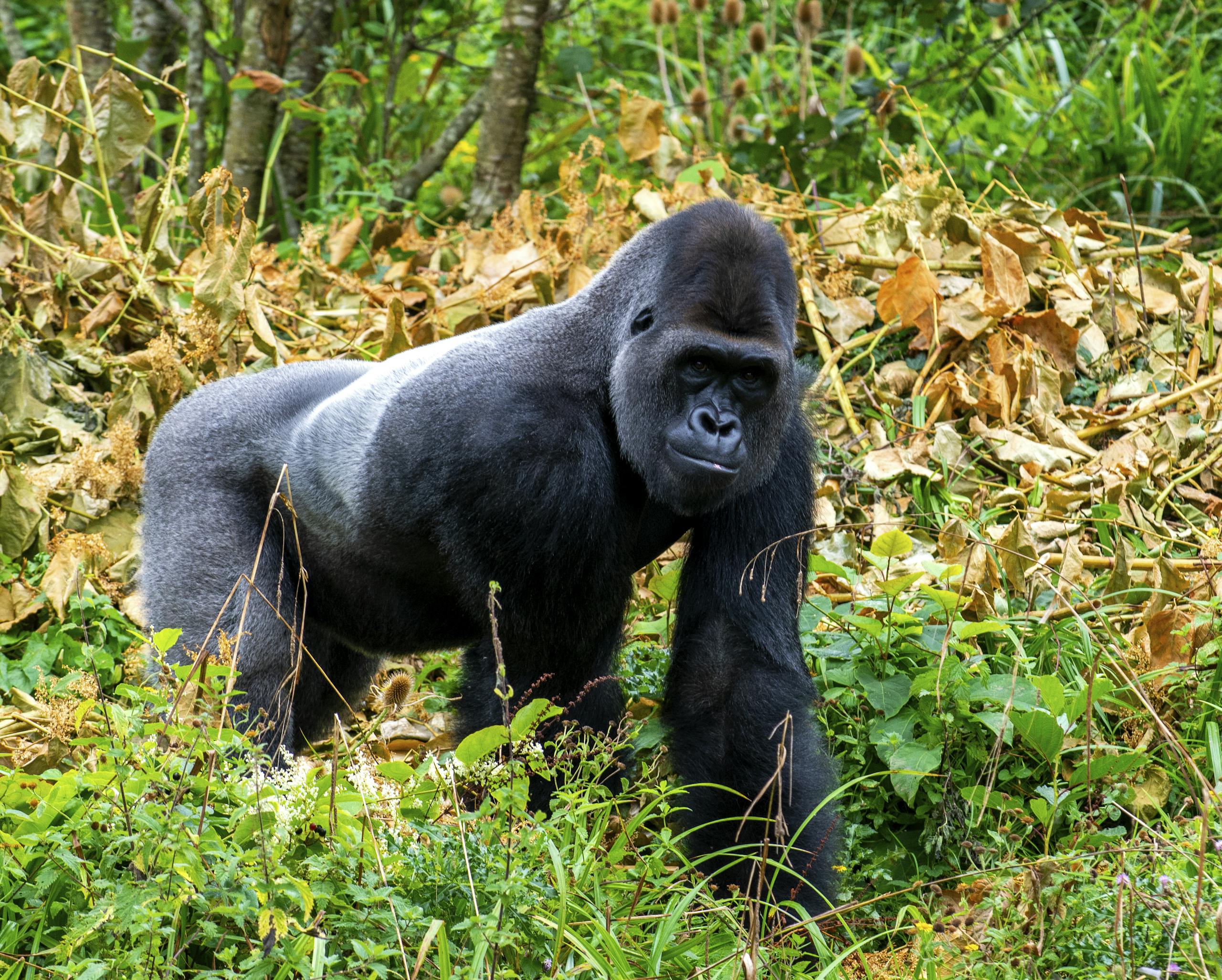 Captivating shot of a Western Lowland Gorilla in lush greenery, showcasing wildlife beauty.