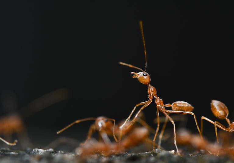 12 Extraordinary Ant Behaviors You Won’t Believe
