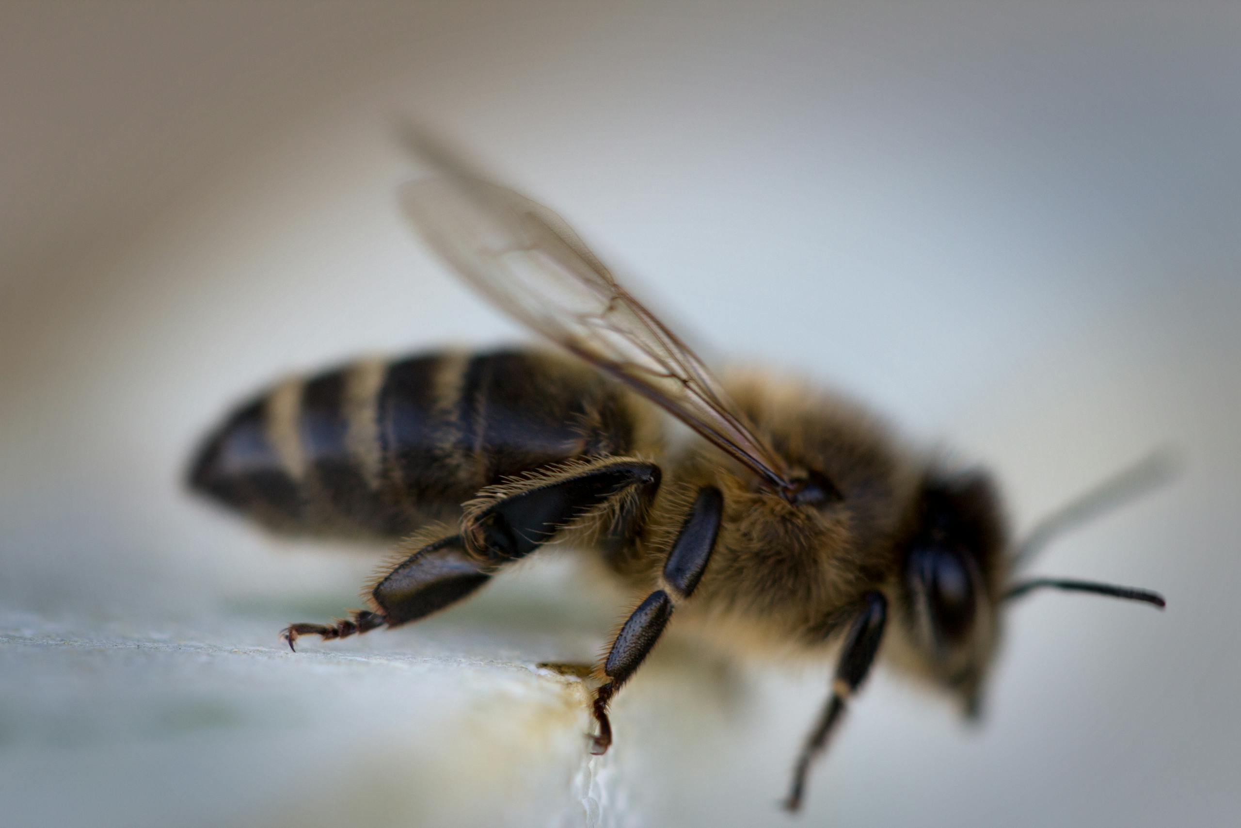 Detailed macro view of a honeybee with focus on wings and body details.
