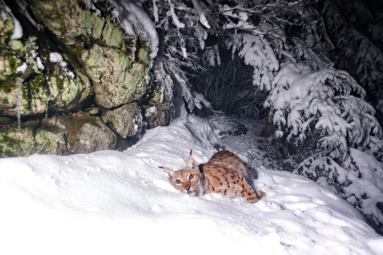 10 Extraordinary Ways Animals Have Mastered the Art of Surviving Below Freezing Temperatures