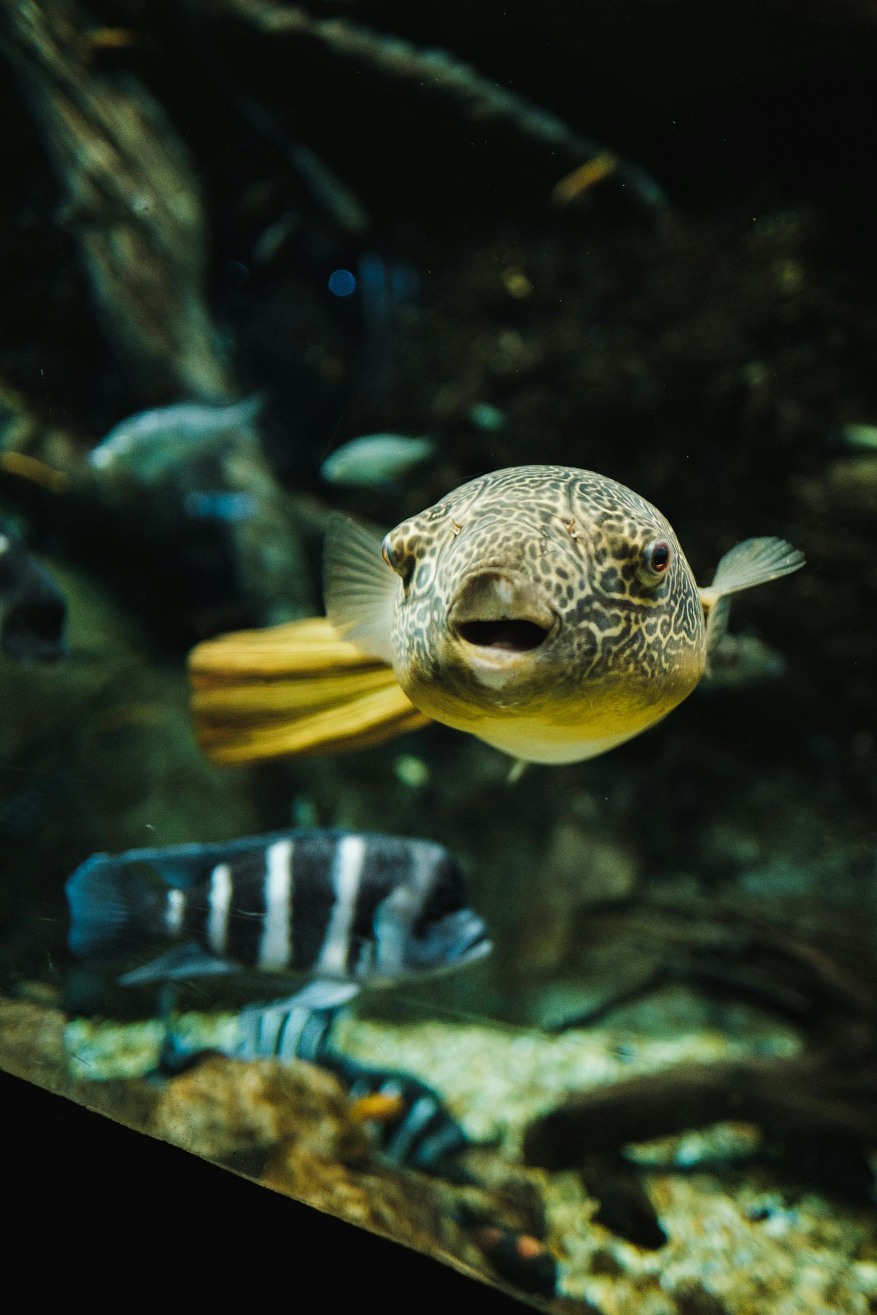 Explore the vibrant underwater world with a close-up of an exotic pufferfish swimming in an aquarium environment.