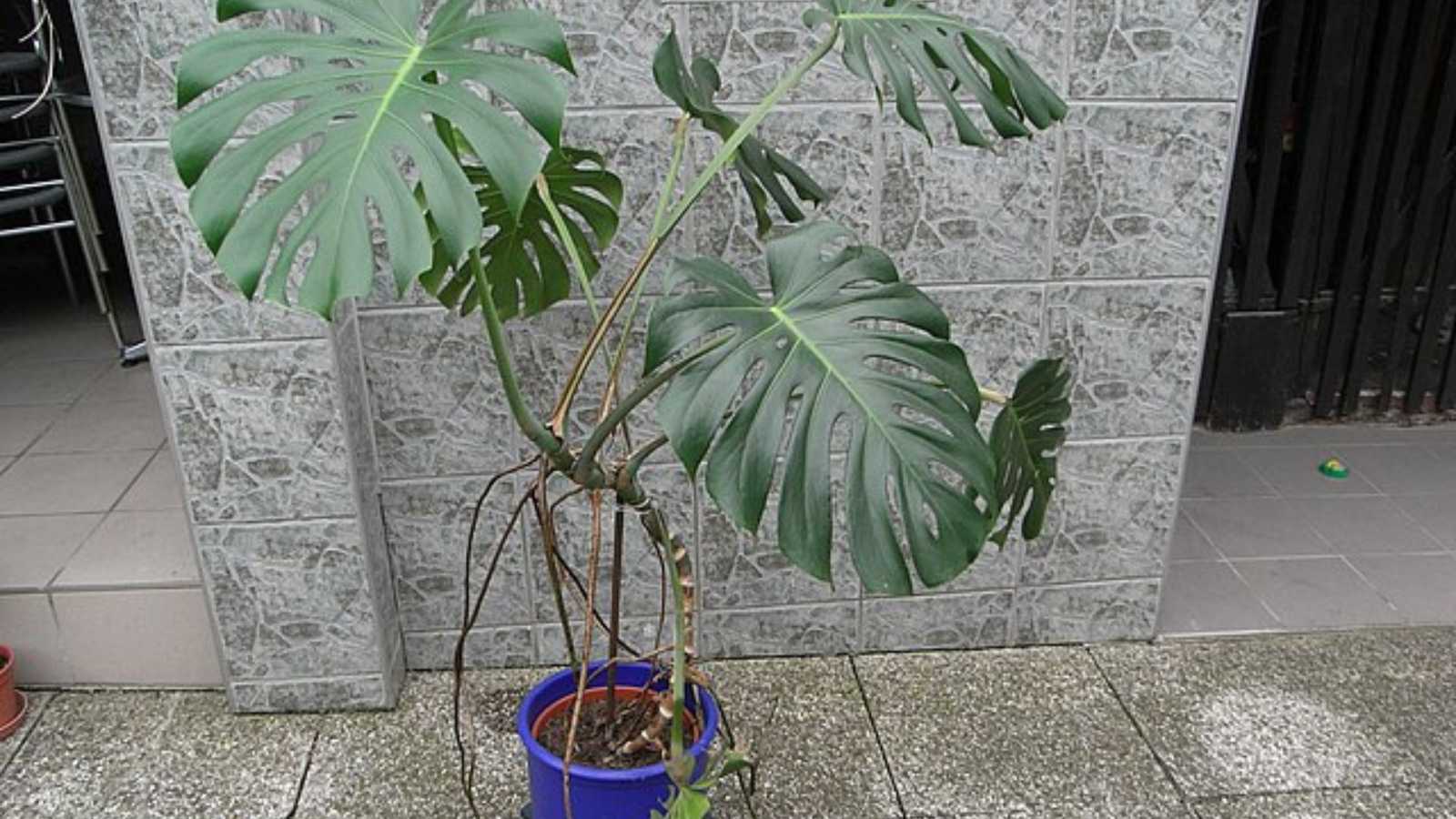 5 Houseplants to Boost Your Mood and Revitalize Your Home This January