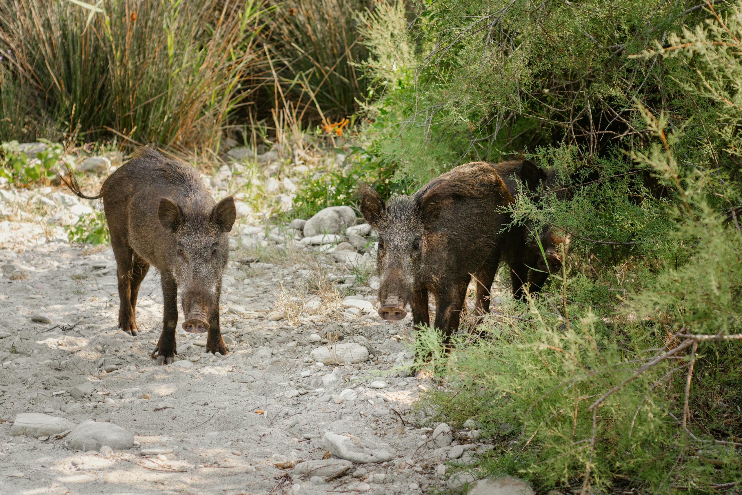 Two wild boars exploring a sandy path surrounded by greenery in summer wilderness.